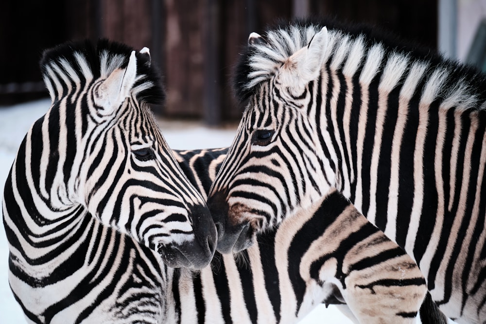 zebra standing on brown soil during daytime