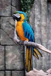 blue yellow and orange macaw