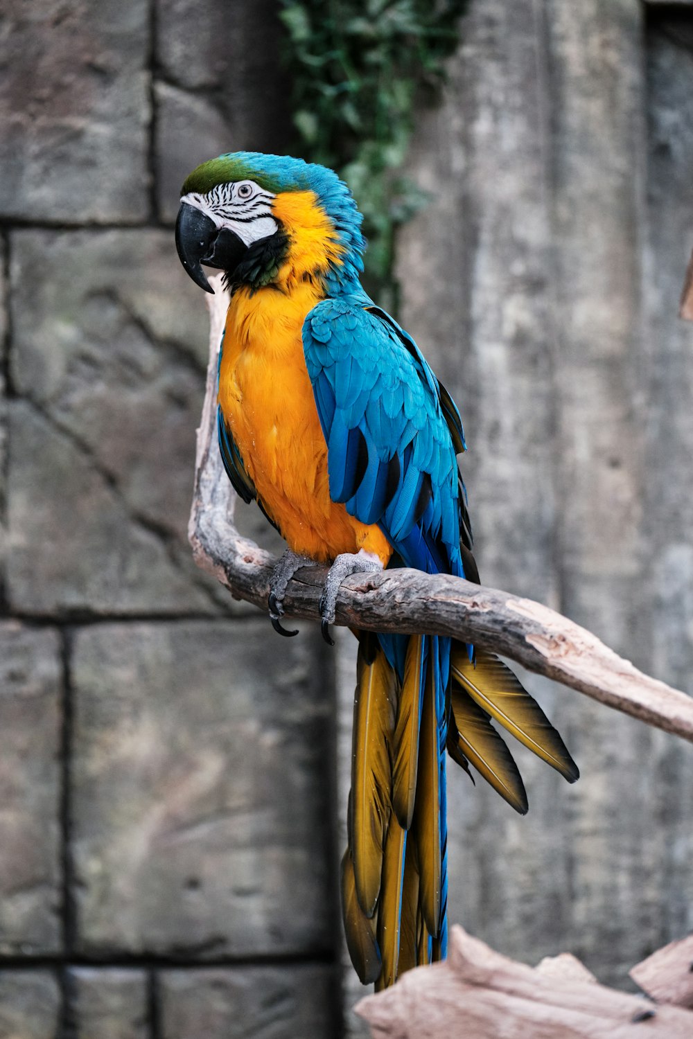 blue yellow and orange macaw