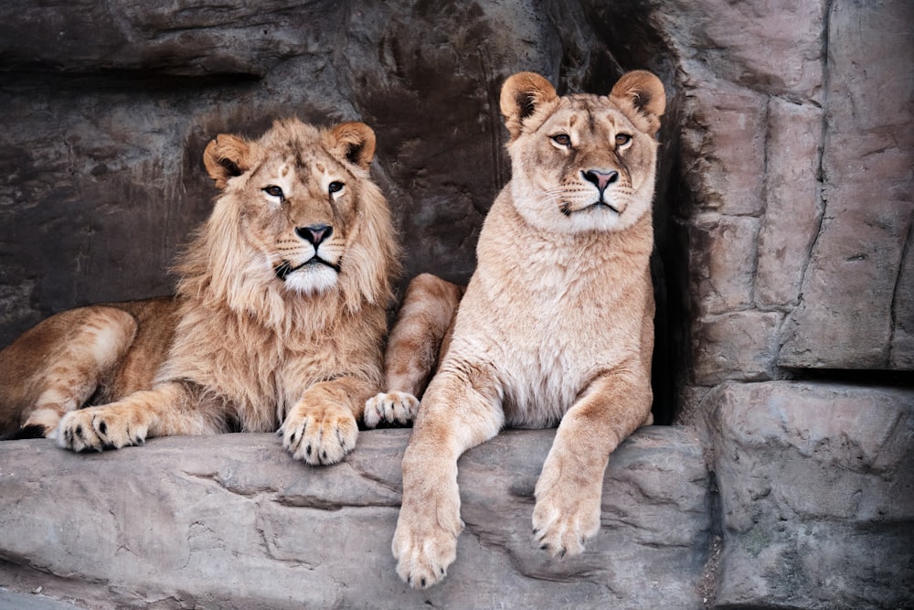 brown lion lying on gray concrete wall during daytime