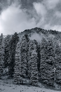 green pine trees under cloudy sky during daytime
