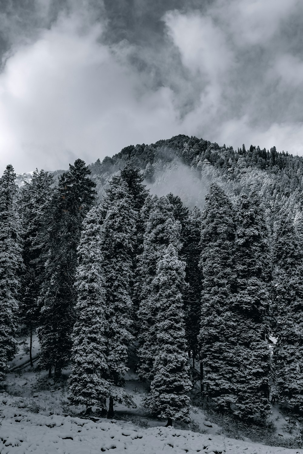 green pine trees under cloudy sky during daytime