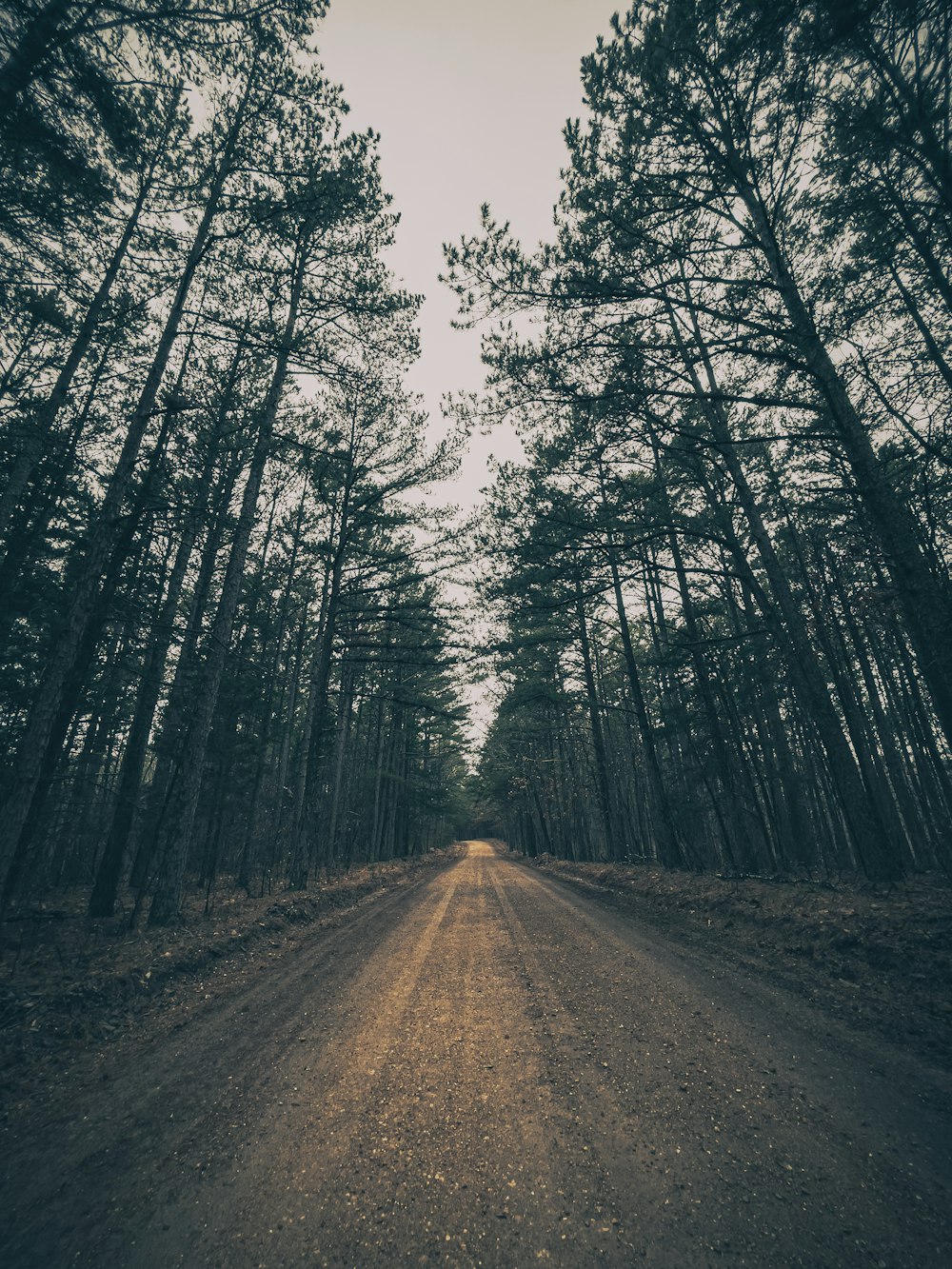 brown dirt road between green trees during daytime