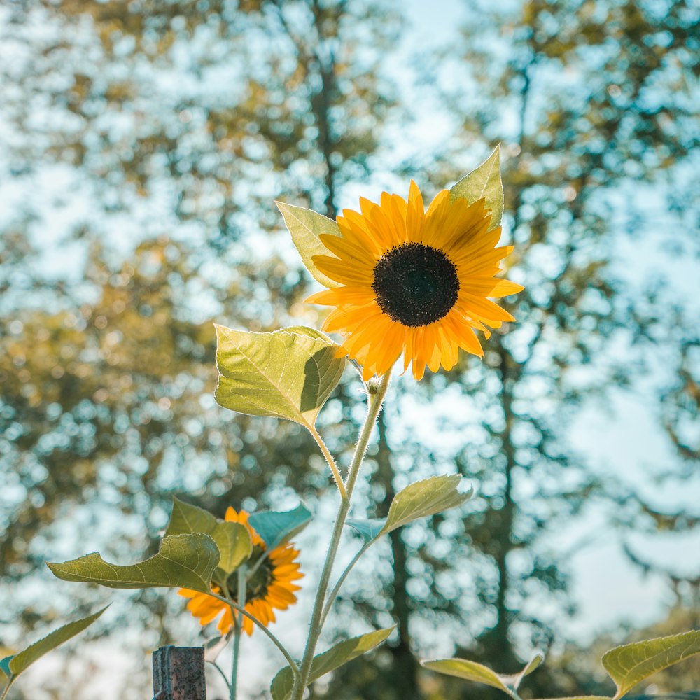 gelbe Sonnenblume blüht tagsüber