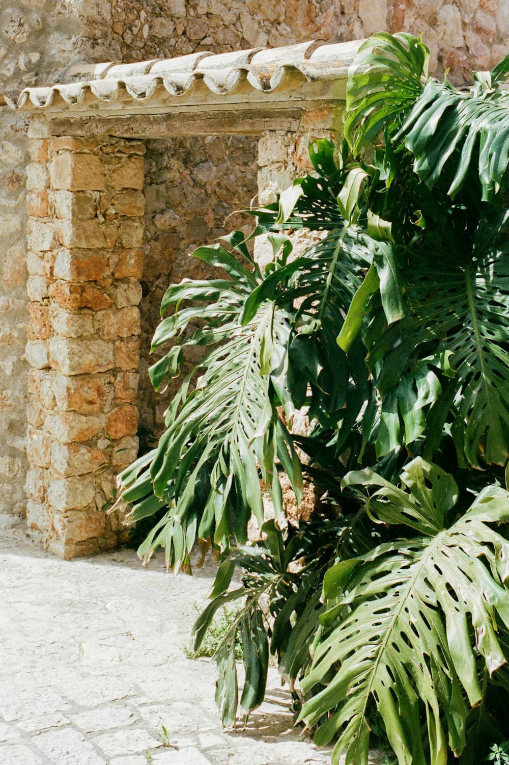 green leaves near brown brick wall