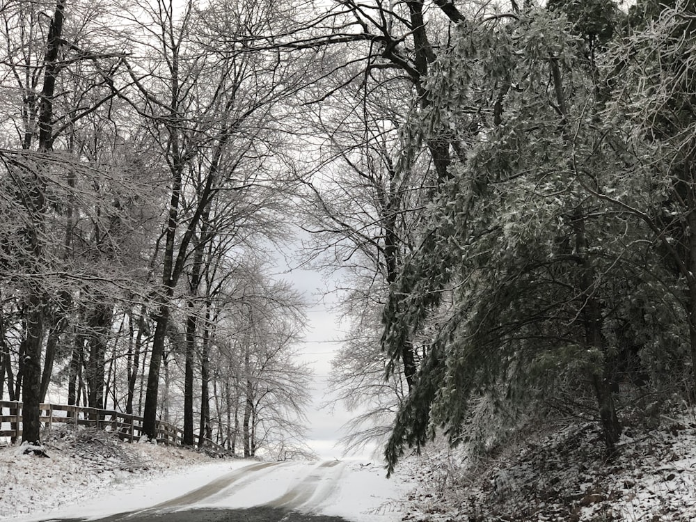 昼間の裸木の間の雪に覆われた道路