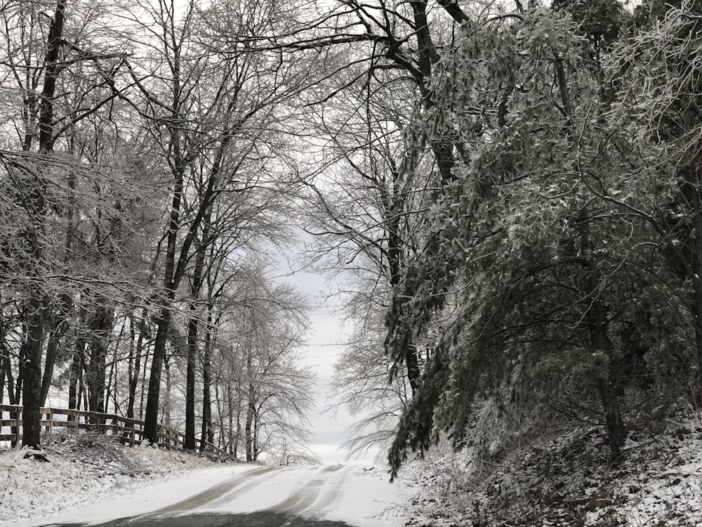 snow covered road between bare trees during daytime