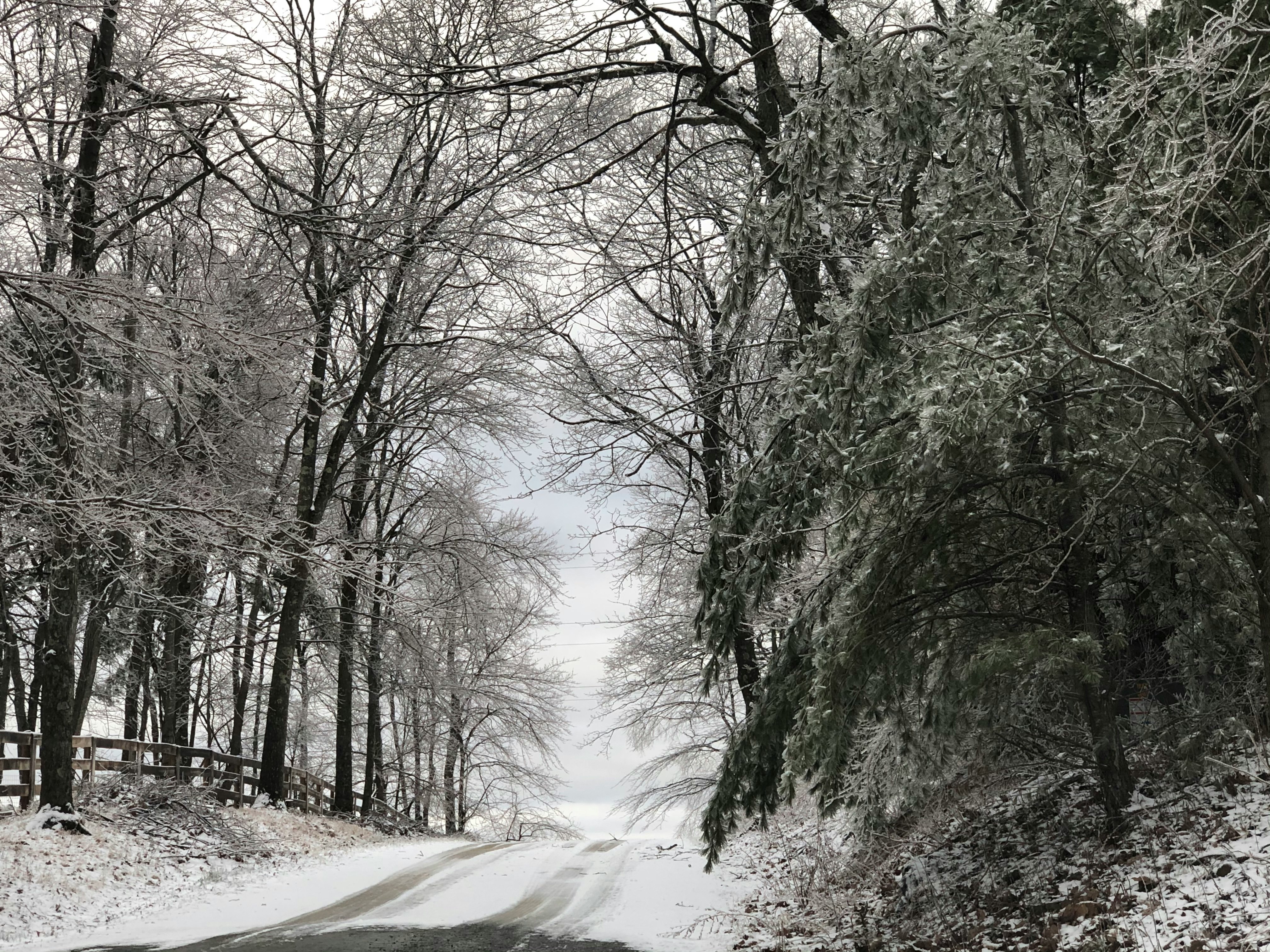 On a  drive through a snowy  forest.