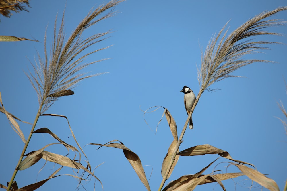 black and white bird on brown wheat during daytime