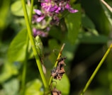A green insect, likely a grasshopper, clings to a vibrant green plant stem in a natural setting. In the background, there are blurred purple flowers and lush green leaves. Some brown, withered leaves are also present, indicating a change in the season or plant health.