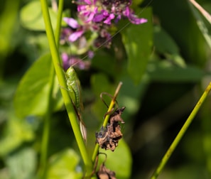 A green insect, likely a grasshopper, clings to a vibrant green plant stem in a natural setting. In the background, there are blurred purple flowers and lush green leaves. Some brown, withered leaves are also present, indicating a change in the season or plant health.