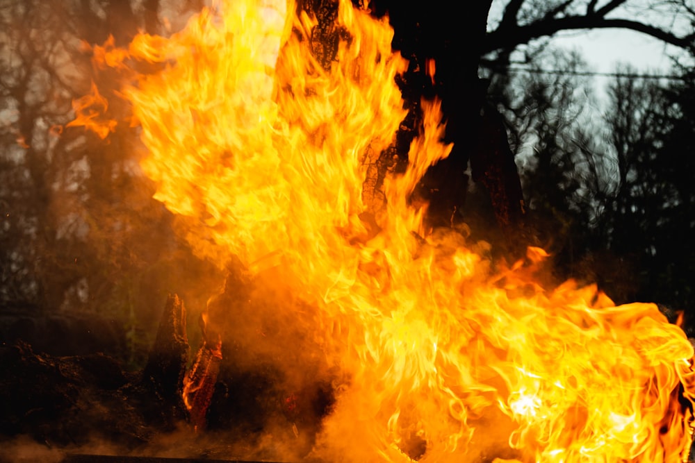 orange fire on tree during night time