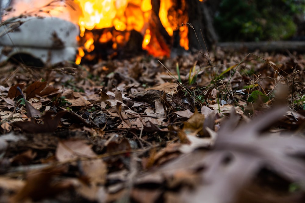 brown dried leaves on ground