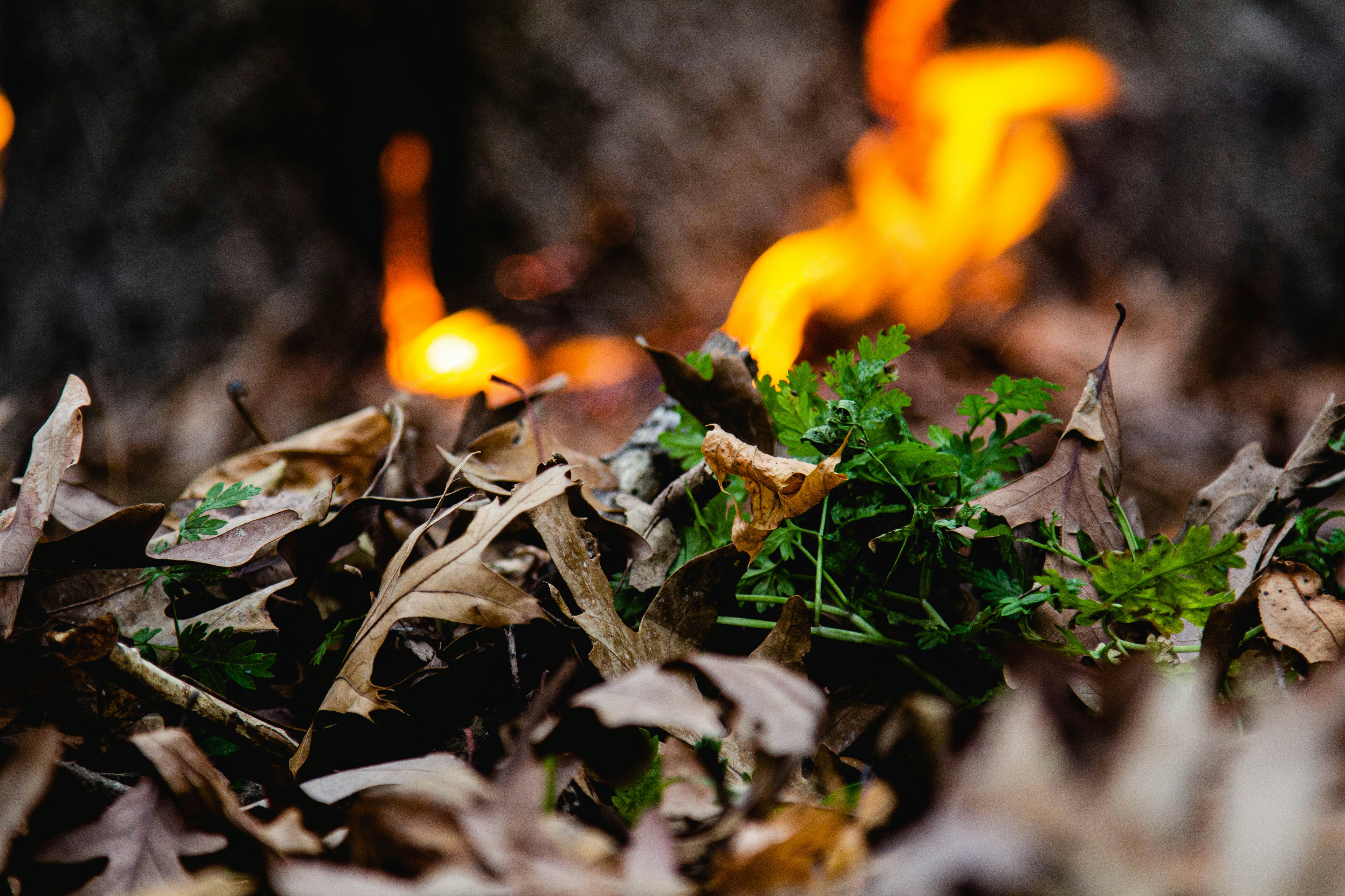 orange fire on brown dried leaves