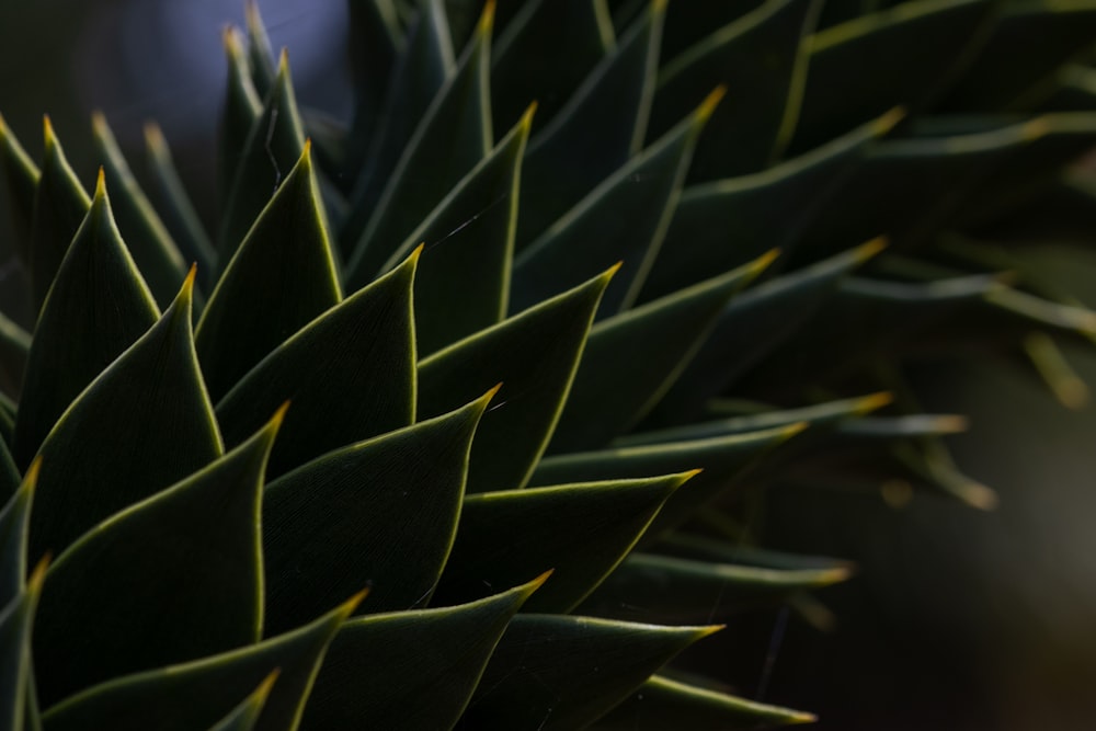 green plant in close up photography