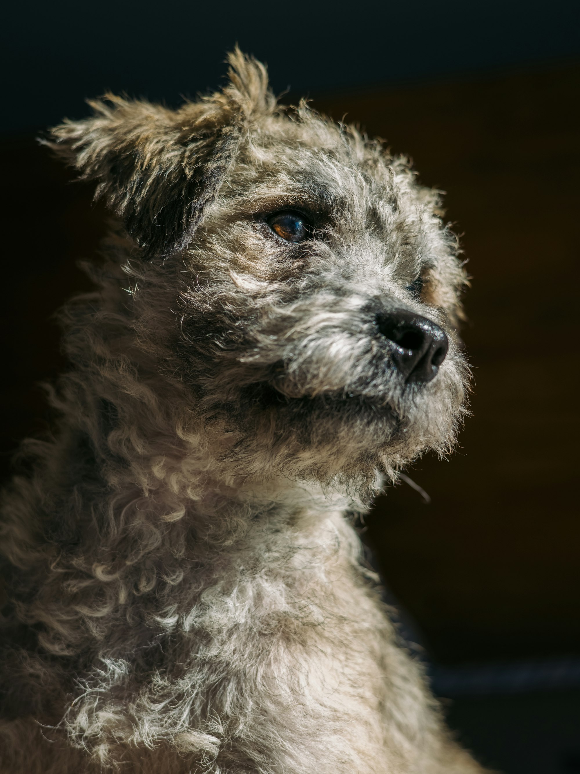 A terrier mix puppy poses for a portrait in the sun.