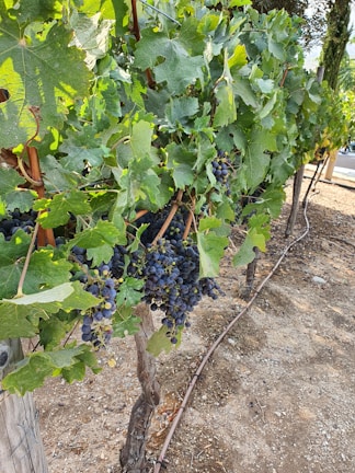 A close-up view of a vineyard with bunches of ripe, dark grapes hanging from the vine. The lush green leaves of the grapevine are prominent, and the ground is covered in dry soil. A drip irrigation line runs along the base of the grapevine row.