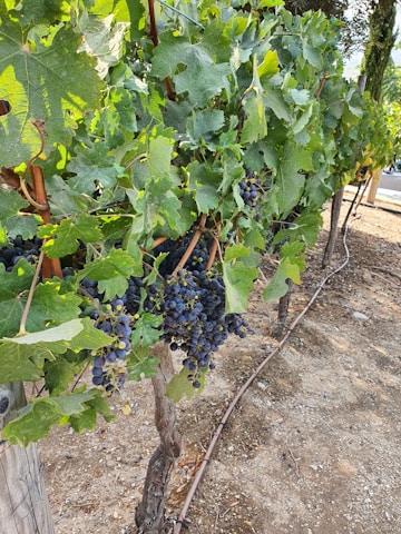 A close-up view of a vineyard with bunches of ripe, dark grapes hanging from the vine. The lush green leaves of the grapevine are prominent, and the ground is covered in dry soil. A drip irrigation line runs along the base of the grapevine row.