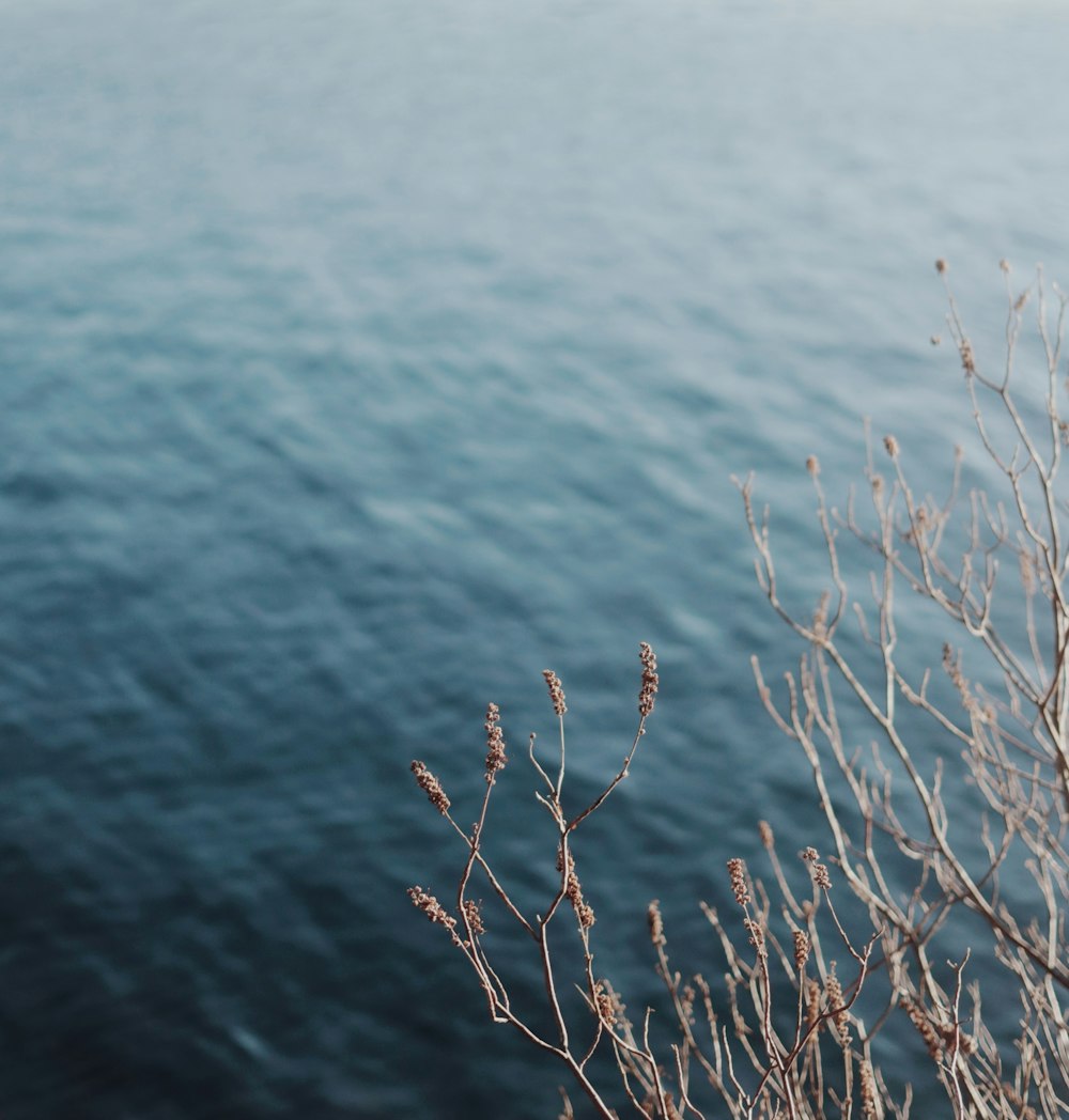 brown leafless tree on body of water during daytime