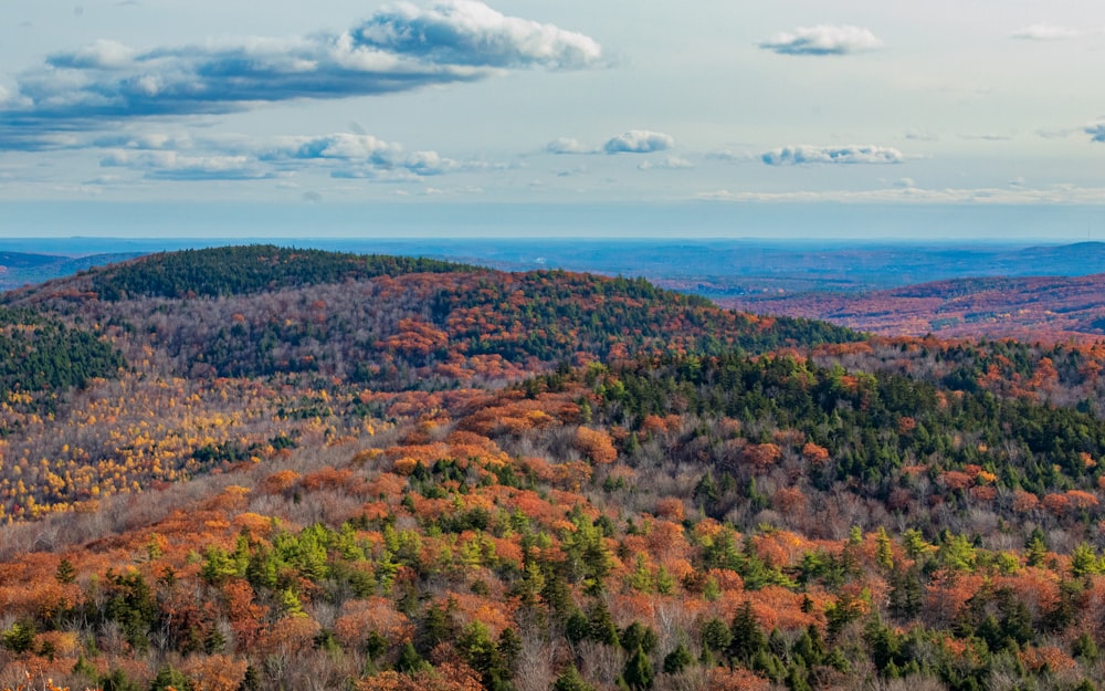 green and brown trees under blue sky during daytime