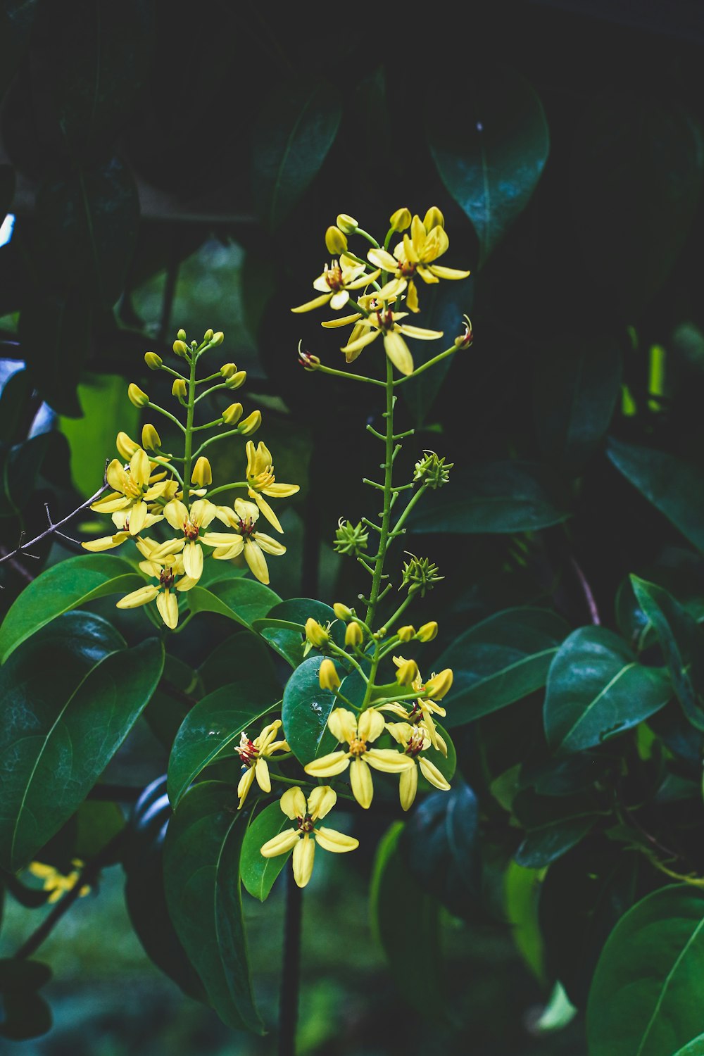 yellow flowers with green leaves