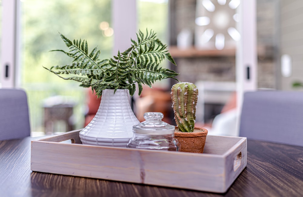 green plant on clear glass vase