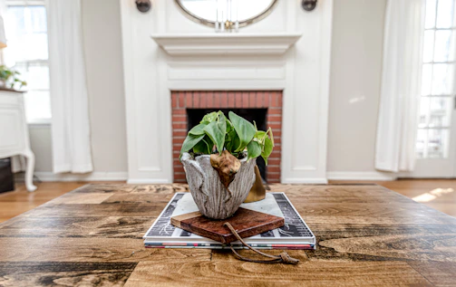 green plant on brown wooden table