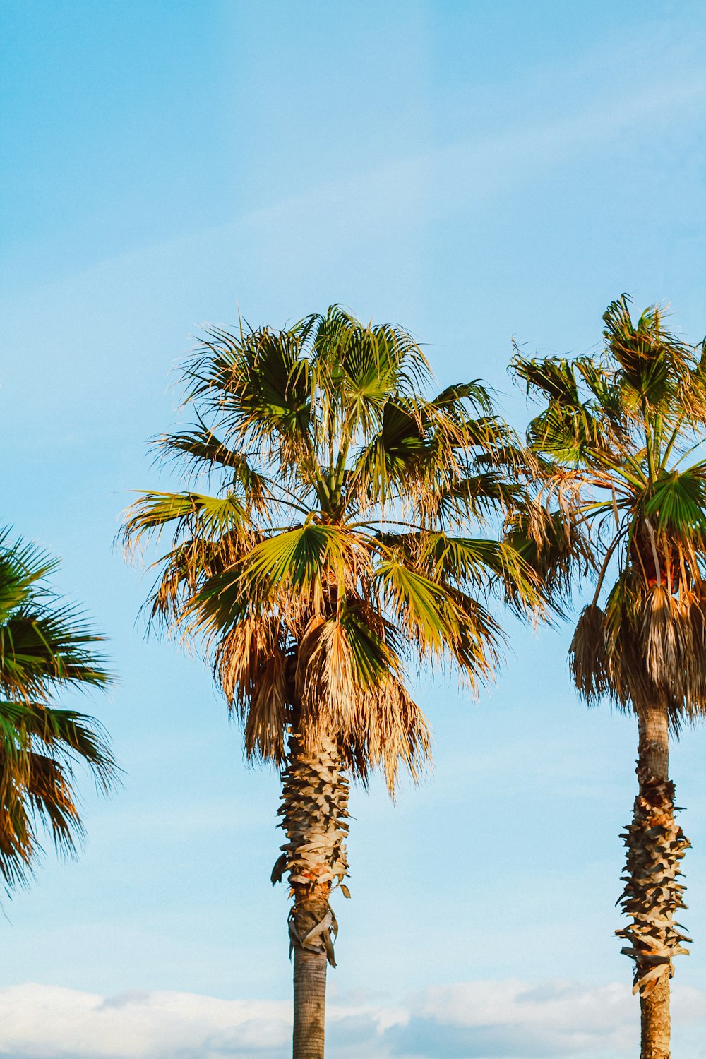 green palm tree under blue sky during daytime