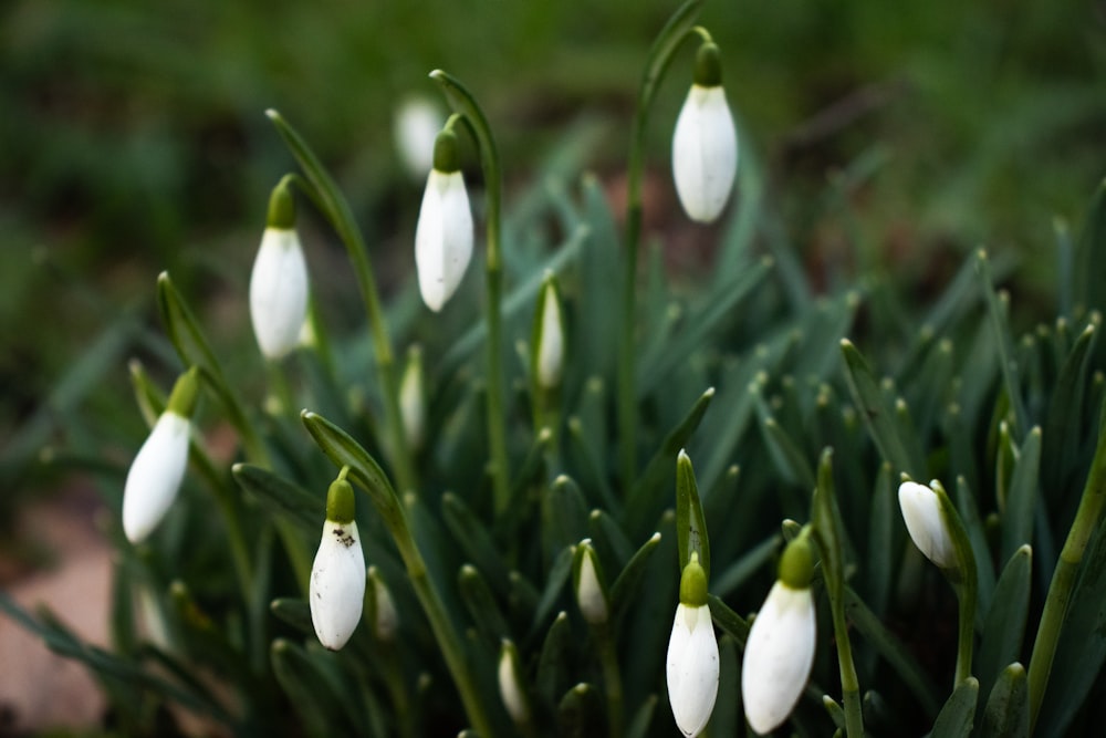 white flowers in tilt shift lens