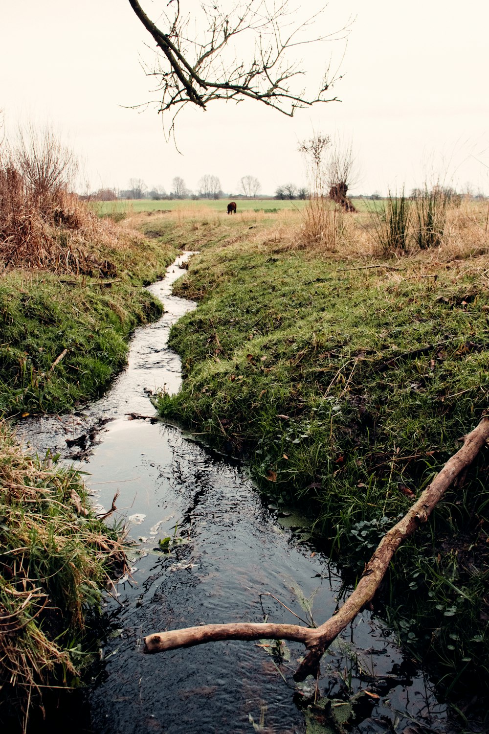 green grass on river during daytime