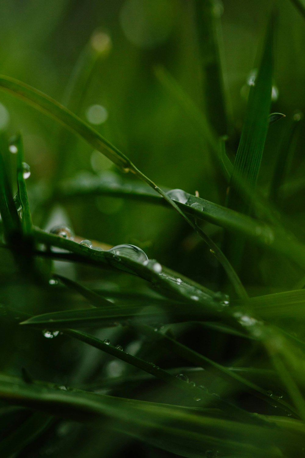 water droplets on green grass