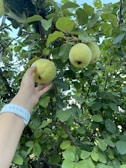 A hand reaching up to pick a ripe quince from a tree laden with lush green leaves. The branches hold several quinces, and the sky peeks through the foliage. The hand is wearing a white wristband.