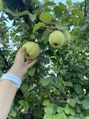 Hands picking ripe jujube fruits from branches.