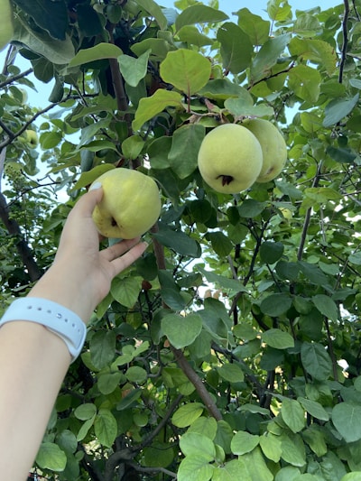A hand reaching up to pick a ripe quince from a tree laden with lush green leaves. The branches hold several quinces, and the sky peeks through the foliage. The hand is wearing a white wristband.