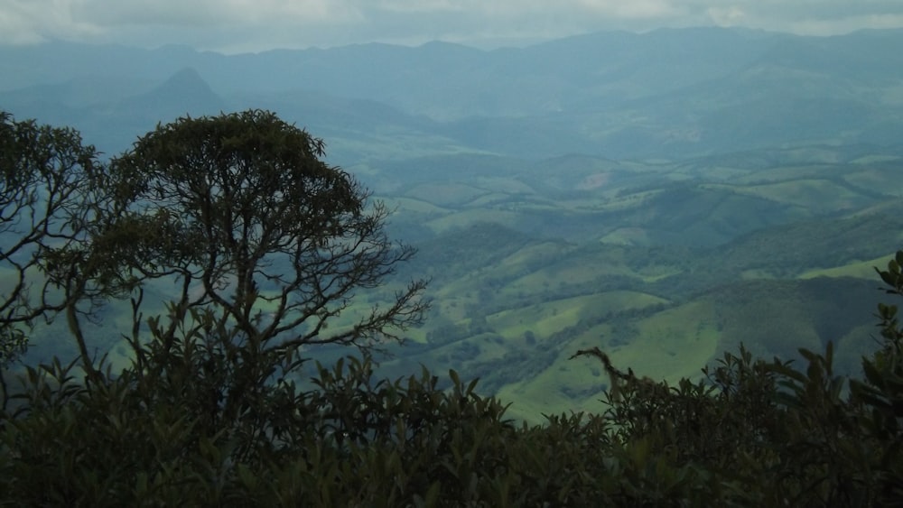 green trees on mountain during daytime