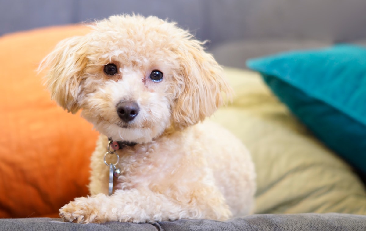 Are Poodles Lazy Dogs? Here's What You Must Know