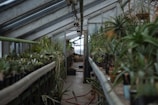 Inside a greenhouse, potted plants line both sides of a narrow pathway. The structure's glass ceiling allows natural light to illuminate the lush greenery. Various species of plants, including succulents, are arranged in an orderly fashion. Pipes and structural elements are visible overhead, adding an industrial touch to the natural setting.