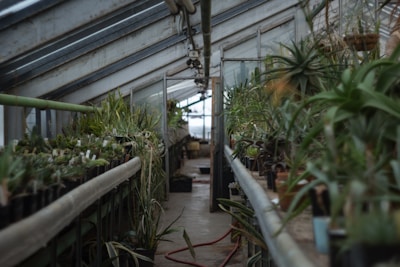 Inside a greenhouse, potted plants line both sides of a narrow pathway. The structure's glass ceiling allows natural light to illuminate the lush greenery. Various species of plants, including succulents, are arranged in an orderly fashion. Pipes and structural elements are visible overhead, adding an industrial touch to the natural setting.