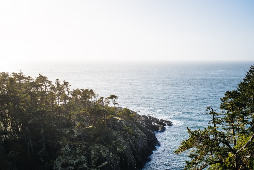 green trees on rock formation near sea during daytime