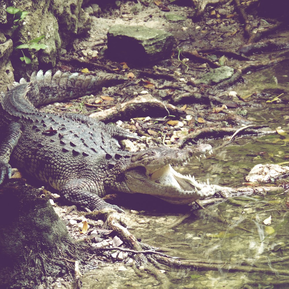 black crocodile on body of water