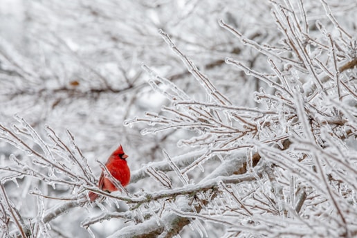 A close-up shot of a vibrant red cardinal perched on a frosty branch at dawn.