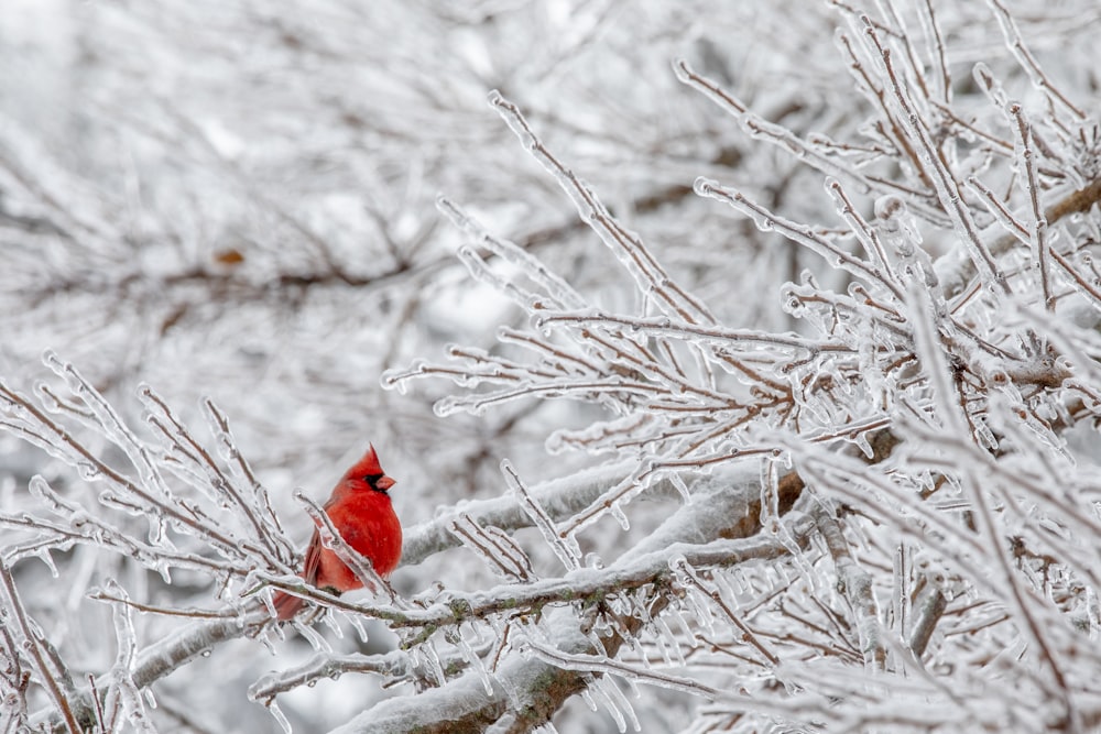 Uccello cardinale rosso sull'albero nudo marrone durante il giorno