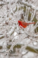 A vibrant red cardinal perched on a snow-dusted branch.