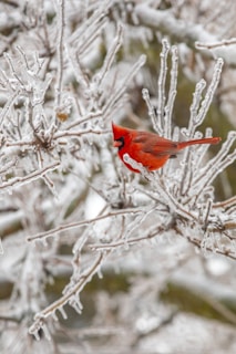 A vibrant red cardinal perched on a snow-covered branch at dawn.
