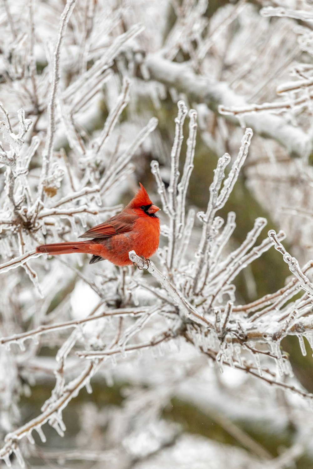 낮에는 갈색 나뭇가지에 앉은 붉은 추기경 새
