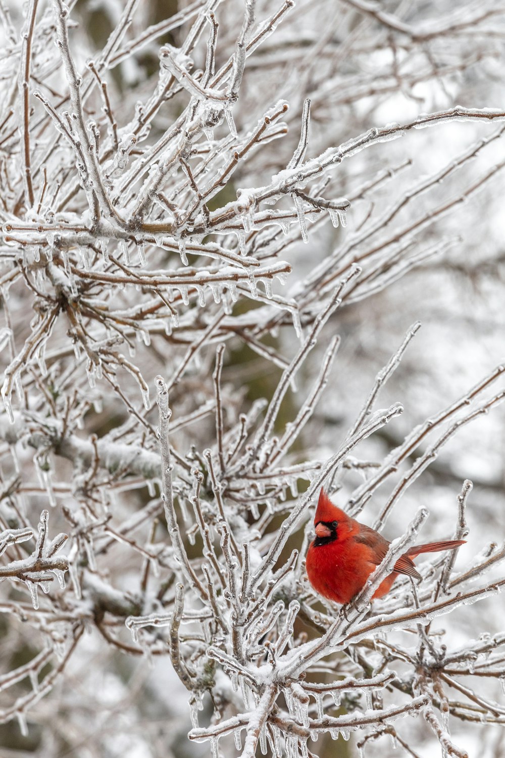 Pájaro cardenal rojo encaramado en la rama de un árbol marrón durante el día