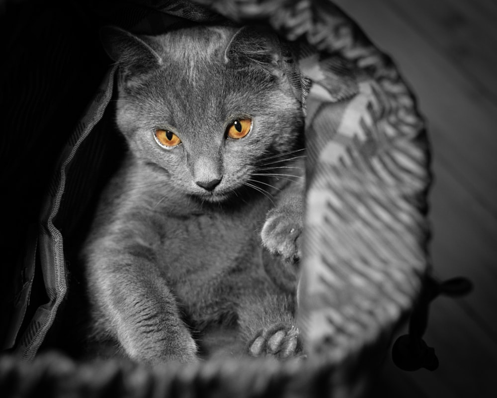 Russisch-blaue Katze in schwarz-weißem Textil