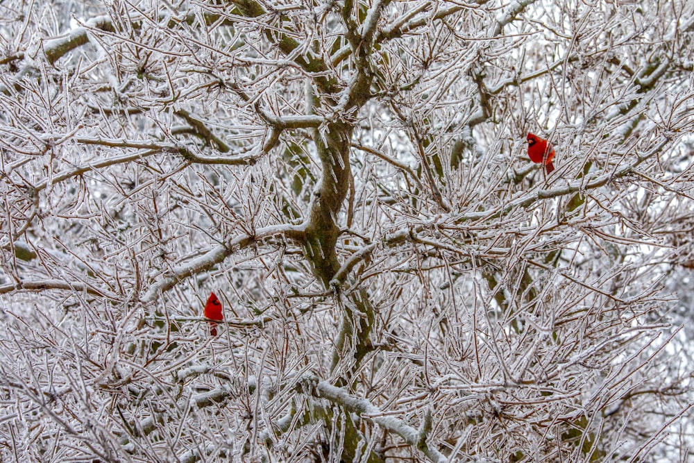 Oiseau rouge sur arbre brun nu pendant la journée