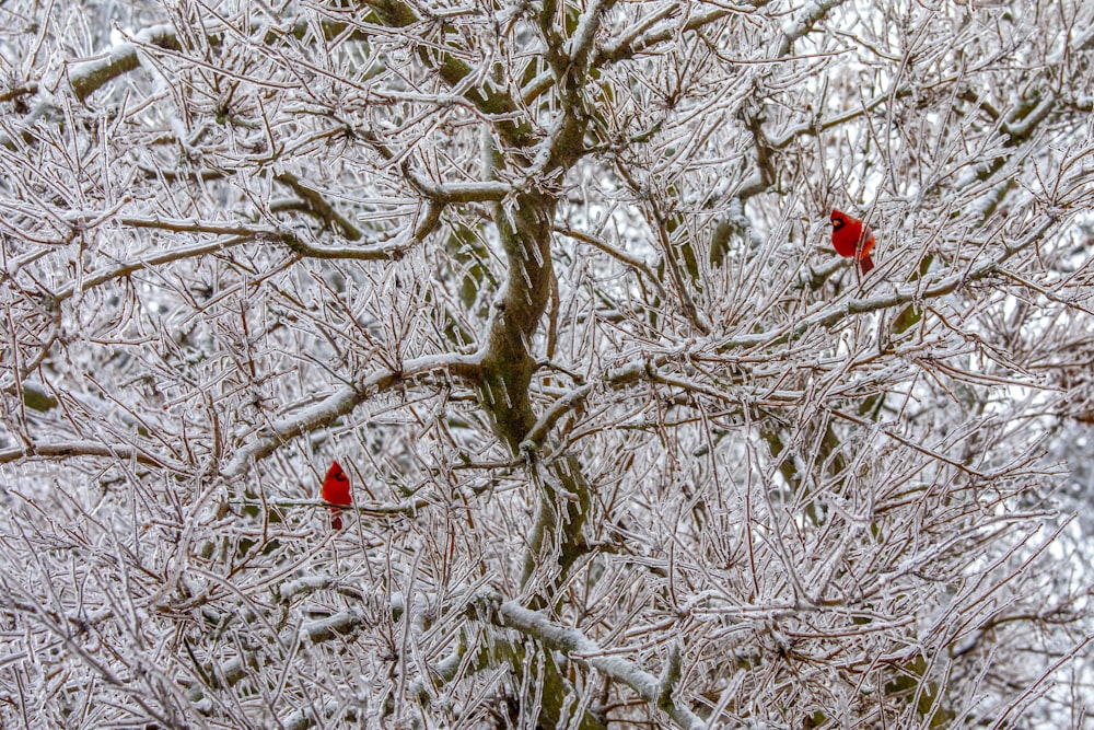 red bird on brown bare tree during daytime