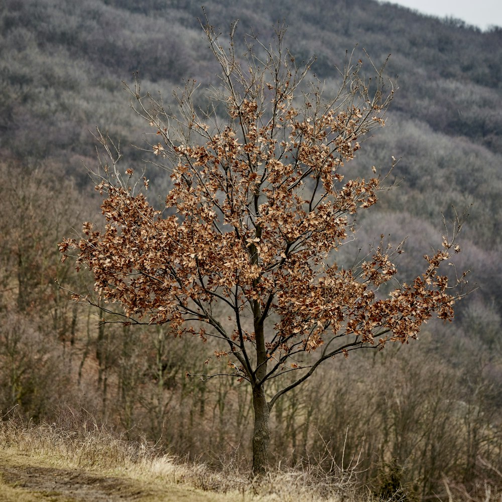 brown tree on brown grass field during daytime